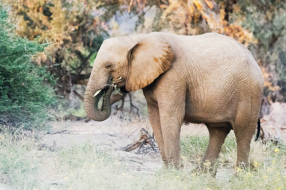 Bertazzoni, Botswana, Chobe, Dumbo, India, Kenya, Mara, Masai, Moremi, Namibia, Namibia, Savuti, "South Africa", Tanzania, Zambia, Zimbabwe, baby, "black & white", ears, elephant, frica, illegal, ivor