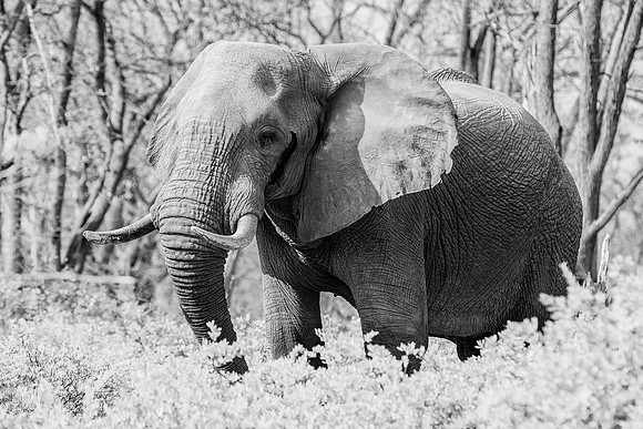 Africa, Africa, Africa, Botswana, Botswana, Chobe, Dumbo, India, Kenya, Kenya, Mara, Masai, Moremi, Namibia, Namibia, Savuti, South, South, Tanzania, Tanzania, Zambia, Zimbabwe, black, "black & white"