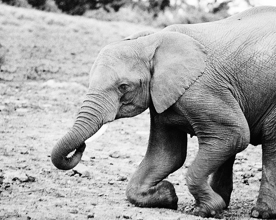 Bertazzoni, Botswana, Chobe, Dumbo, India, Kenya, Mara, Masai, Moremi, Namibia, Namibia, Savuti, "South Africa", Tanzania, Zambia, Zimbabwe, baby, ears, elephant, frica, illegal, ivory, jungle, pack,