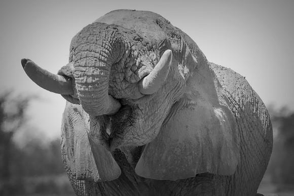 Africa, Africa, Africa, Botswana, Botswana, Chobe, Dumbo, India, Kenya, Kenya, Mara, Masai, Moremi, Namibia, Namibia, Savuti, South, South, Tanzania, Tanzania, Zambia, Zimbabwe, black, "black & white"