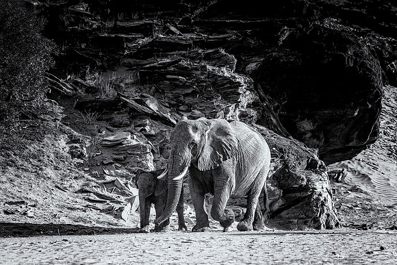 Desert Elephants