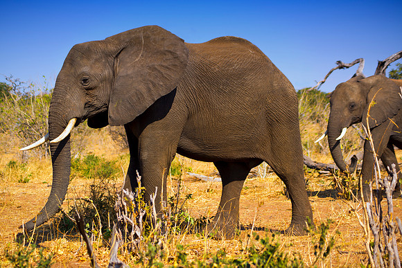 Africa, Botswana, Chobe, Dumbo, Kenya, "Masai Mara", Moremi, Namibia, Savuti, "South Africa", Tanzania, ears, elephant, "illegal trade", ivory, jungle, poaching, safari, savanna, trunk, tusk,India, Ta