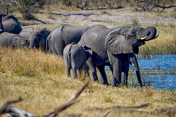 Africa, Africa, Africa, Botswana, Botswana, Chobe, Dumbo, India, Kenya, Kenya, Mara, Masai, Moremi, Namibia, Namibia, Savuti, South, South, Tanzania, Tanzania, Zambia, Zimbabwe, ears, elephant, elepha