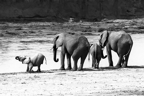 Africa, Bertazzoni, Botswana, Chobe, Dumbo, India, Kenya, Mara, Masai, Moremi, Namibia, Namibia, Savuti, "South Africa", Tanzania, Zambia, Zimbabwe, baby, "black & white", ears, elephant, illegal, ivo