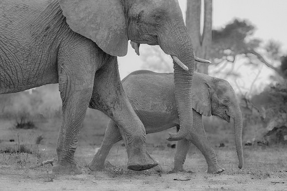 Africa, Africa, Africa, Botswana, Botswana, Chobe, Dumbo, India, Kenya, Kenya, Mara, Masai, Moremi, Namibia, Namibia, Savuti, South, South, Tanzania, Tanzania, Zambia, Zimbabwe, black, "black & white"