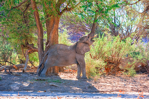 Desert Elephant