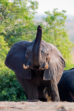 Africa, Africa, Africa, Botswana, Botswana, Chobe, Dumbo, India, Kenya, Kenya, Mara, Masai, Moremi, Namibia, Namibia, Savuti, South, South, Tanzania, Tanzania, Zambia, Zimbabwe, black, "black & white"