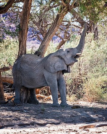 Desert Elephant