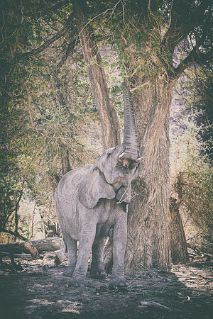 Desert Elephant