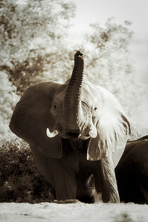 Africa, Africa, Africa, Botswana, Botswana, Chobe, Dumbo, India, Kenya, Kenya, Mara, Masai, Moremi, Namibia, Namibia, Savuti, South, South, Tanzania, Tanzania, Zambia, Zimbabwe, black, "black & white"