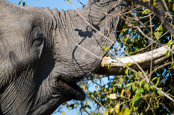 Africa, Botswana, Chobe, Dumbo, Kenya, "Masai Mara", Moremi, Namibia, Savuti, "South Africa", Tanzania, ears, elephant, "illegal trade", ivory, jungle, poaching, safari, savanna, trunk, tusk,India, Ta