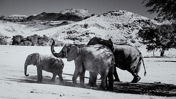 Desert Elephants