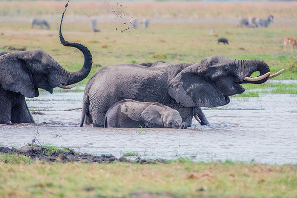 Africa, Africa, Africa, Botswana, Botswana, Chobe, Dumbo, India, Kenya, Kenya, Mara, Masai, Moremi, Namibia, Namibia, Savuti, South, South, Tanzania, Tanzania, Zambia, Zimbabwe, black, "black & white"