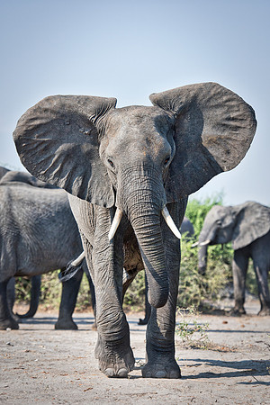 Africa, Africa, Africa, Botswana, Botswana, Chobe, Dumbo, India, Kenya, Kenya, Mara, Masai, Moremi, Namibia, Namibia, Savuti, South, South, Tanzania, Tanzania, Zambia, Zimbabwe, black, "black & white"