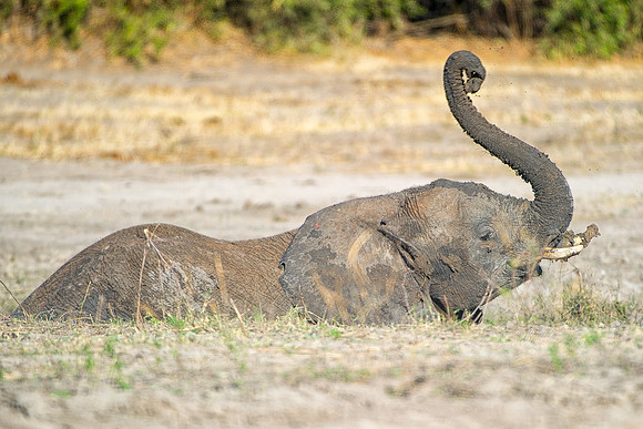 Africa, Africa, Africa, Botswana, Botswana, Chobe, Dumbo, India, Kenya, Kenya, Mara, Masai, Moremi, Namibia, Namibia, Savuti, South, "South Africa", Tanzania, Tanzania, Zambia, Zimbabwe, ears, elephan