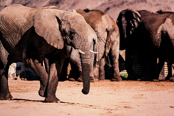 Desert Elephants