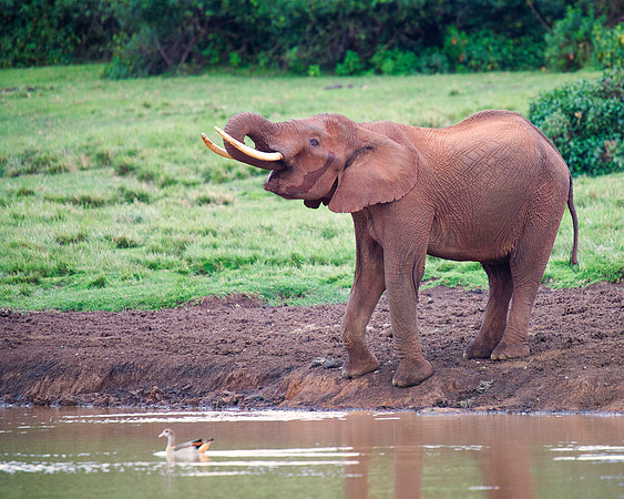 Bertazzoni, Botswana, Chobe, Dumbo, India, Kenya, Mara, Masai, Moremi, Namibia, Namibia, Savuti, "South Africa", Tanzania, Zambia, Zimbabwe, baby, ears, elephant, frica, illegal, ivory, jungle, pack,