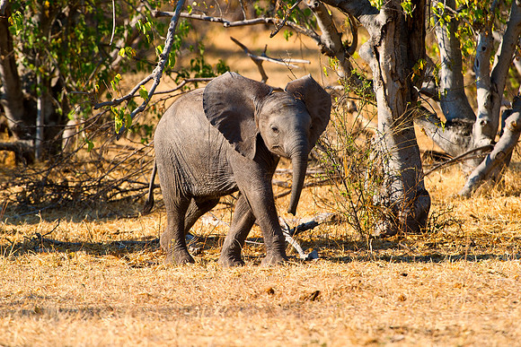Africa, Botswana, Chobe, Dumbo, Kenya, "Masai Mara", Moremi, Namibia, Savuti, "South Africa", Tanzania, ears, elephant, "illegal trade", ivory, jungle, poaching, safari, savanna, trunk, tusk,India, Ta
