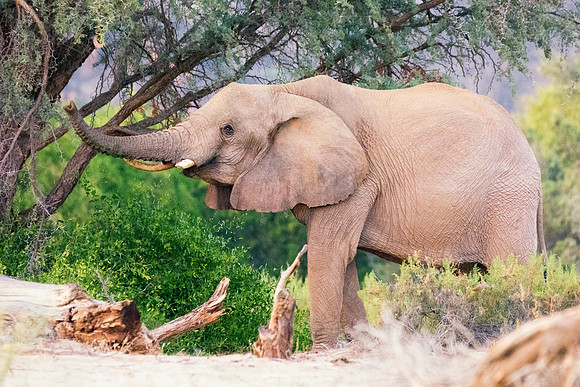 Bertazzoni, Botswana, Chobe, Dumbo, India, Kenya, Mara, Masai, Moremi, Namibia, Namibia, Savuti, "South Africa", Tanzania, Zambia, Zimbabwe, baby, "black & white", ears, elephant, frica, illegal, ivor