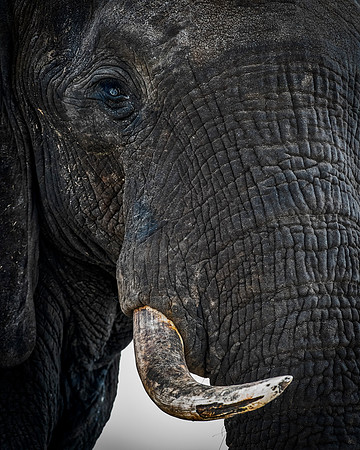 Africa, Africa, Africa, Botswana, Botswana, Chobe, Dumbo, India, Kenya, Kenya, Mara, Masai, Moremi, Namibia, Namibia, Savuti, South, South, Tanzania, Tanzania, Zambia, Zimbabwe, black, "black & white"