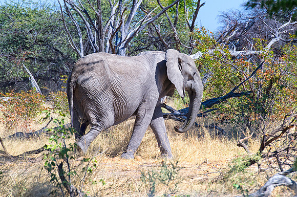 Africa, Botswana, Botswana, Chobe, Dumbo, India, Kenya, Kenya, Masai Mara, Moremi, Namibia, Namibia, Savuti, South Africa, South Africa, Tanzania, Tanzania, Zambia, Zimbabwe, ears, elephant, elephant,
