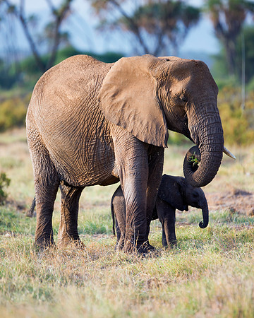 Africa, Bertazzoni, Botswana, Chobe, Dumbo, India, Kenya, Mara, Masai, Moremi, Namibia, Namibia, Savuti, "South Africa", Tanzania, Zambia, Zimbabwe, baby, "black & white", ears, elephant, illegal, ivo