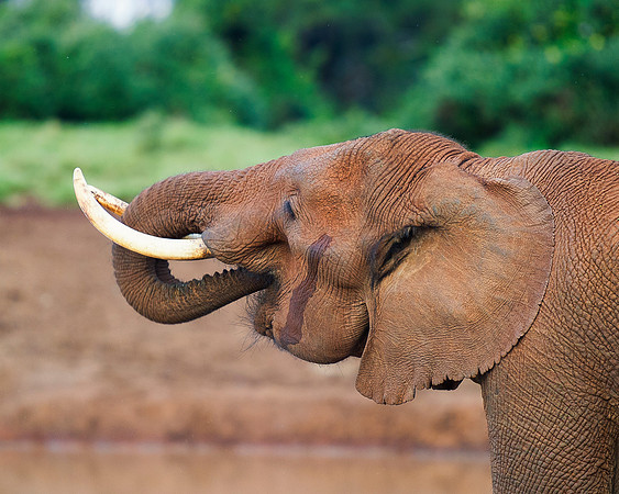 Bertazzoni, Botswana, Chobe, Dumbo, India, Kenya, Mara, Masai, Moremi, Namibia, Namibia, Savuti, "South Africa", Tanzania, Zambia, Zimbabwe, baby, ears, elephant, frica, illegal, ivory, jungle, pack,