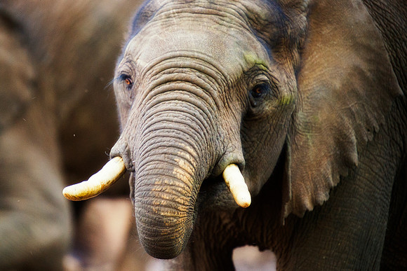 Bertazzoni, Botswana, Chobe, Dumbo, India, Kenya, Mara, Masai, Moremi, Namibia, Namibia, Savuti, "South Africa", Tanzania, Zambia, Zimbabwe, baby, ears, elephant, frica, illegal, ivory, jungle, pack,