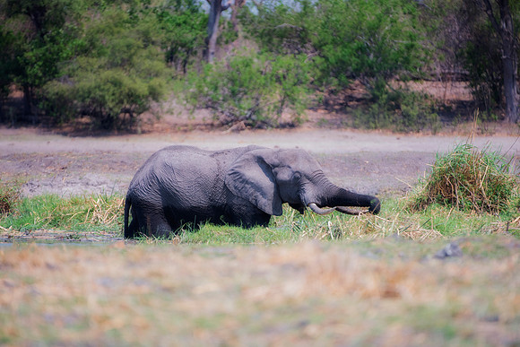 Africa, Africa, Africa, Botswana, Botswana, Chobe, Dumbo, India, Kenya, Kenya, Mara, Masai, Moremi, Namibia, Namibia, Savuti, South, South, Tanzania, Tanzania, Zambia, Zimbabwe, black, "black & white"