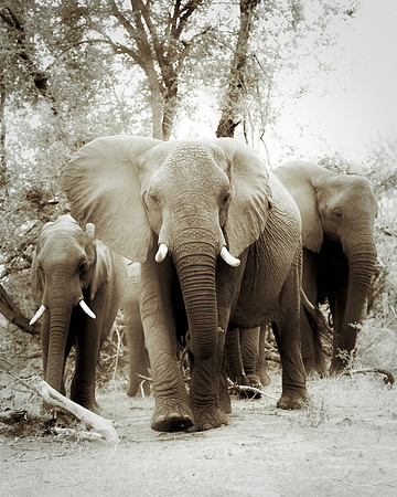 Africa, Africa, Africa, Botswana, Botswana, Chobe, Dumbo, India, Kenya, Kenya, Mara, Masai, Moremi, Namibia, Namibia, Savuti, South, South, Tanzania, Tanzania, Zambia, Zimbabwe, black, "black & white"