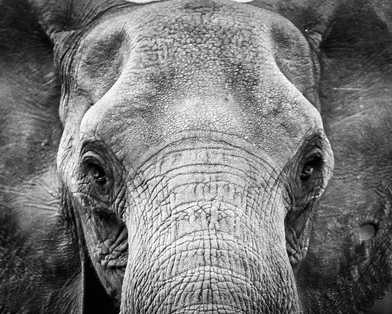 Bertazzoni, Botswana, Chobe, Dumbo, India, Kenya, Mara, Masai, Moremi, Namibia, Namibia, Savuti, "South Africa", Tanzania, Zambia, Zimbabwe, baby, ears, elephant, frica, illegal, ivory, jungle, pack,