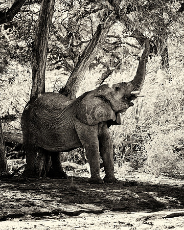 Desert Elephant