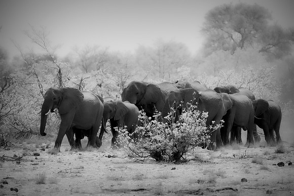 Africa, Africa, Africa, Botswana, Botswana, Chobe, Dumbo, India, Kenya, Kenya, Mara, Masai, Moremi, Namibia, Namibia, Savuti, South, South, Tanzania, Tanzania, Zambia, Zimbabwe, black, "black & white"