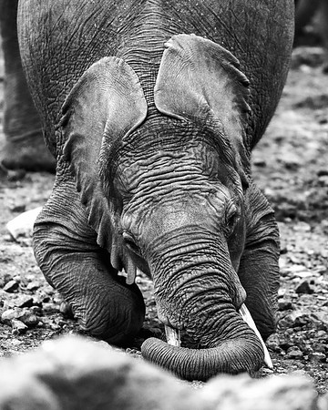 Bertazzoni, Botswana, Chobe, Dumbo, India, Kenya, Mara, Masai, Moremi, Namibia, Namibia, Savuti, "South Africa", Tanzania, Zambia, Zimbabwe, baby, ears, elephant, frica, illegal, ivory, jungle, pack,