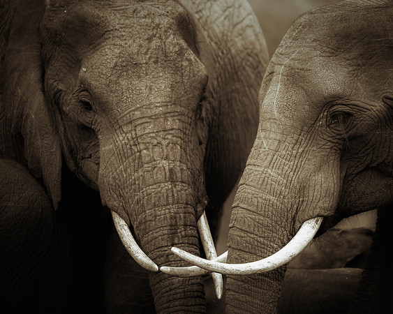 Bertazzoni, Botswana, Chobe, Dumbo, India, Kenya, Mara, Masai, Moremi, Namibia, Namibia, Savuti, "South Africa", Tanzania, Zambia, Zimbabwe, baby, ears, elephant, frica, illegal, ivory, jungle, pack,