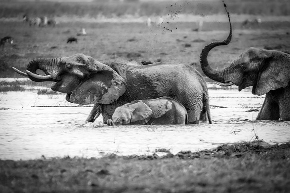 Africa, Africa, Africa, Botswana, Botswana, Chobe, Dumbo, India, Kenya, Kenya, Mara, Masai, Moremi, Namibia, Namibia, Savuti, South, South, Tanzania, Tanzania, Zambia, Zimbabwe, black, "black & white"