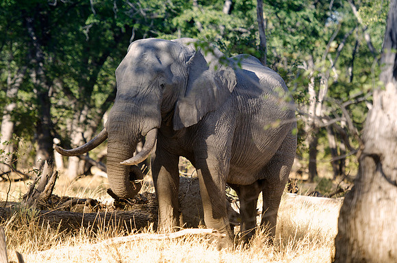 Africa, Botswana, Chobe, Dumbo, Kenya, "Masai Mara", Moremi, Namibia, Savuti, "South Africa", Tanzania, ears, elephant, "illegal trade", ivory, jungle, poaching, safari, savanna, trunk, tusk,India, Ta