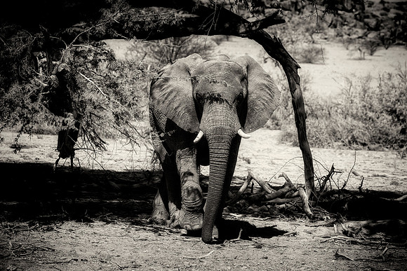 Desert Elephant
