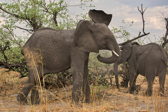 Africa, Africa, Africa, Botswana, Botswana, Chobe, Dumbo, India, Kenya, Kenya, Mara, Masai, Moremi, Namibia, Namibia, Savuti, South, South, Tanzania, Tanzania, Zambia, Zimbabwe, black, "black & white"