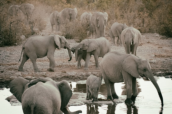 Africa, Bertazzoni, Botswana, Chobe, Dumbo, India, Kenya, Mara, Masai, Moremi, Namibia, Namibia, Savuti, "South Africa", Tanzania, Zambia, Zimbabwe, baby, "black & white", ears, elephant, illegal, ivo
