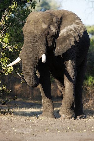 Africa, Africa, Africa, Botswana, Botswana, Chobe, Dumbo, India, Kenya, Kenya, Mara, Masai, Moremi, Namibia, Namibia, Savuti, South, South, Tanzania, Tanzania, Zambia, Zimbabwe, ears, elephant, elepha