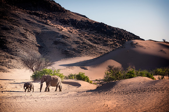 Desert Elephants