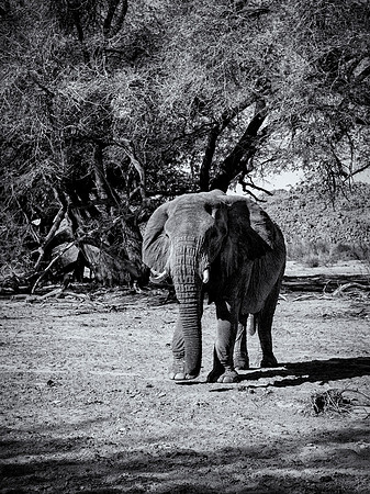 Desert Elephant