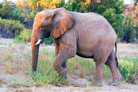 Bertazzoni, Botswana, Chobe, Dumbo, India, Kenya, Mara, Masai, Moremi, Namibia, Namibia, Savuti, "South Africa", Tanzania, Zambia, Zimbabwe, baby, "black & white", ears, elephant, Africa, illegal, ivo
