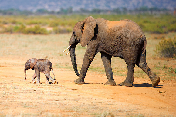 Bertazzoni, Botswana, Chobe, Dumbo, India, Kenya, Mara, Masai, Moremi, Namibia, Namibia, Savuti, "South Africa", Tanzania, Zambia, Zimbabwe, baby, "black & white", ears, elephant, Africa, illegal, ivo