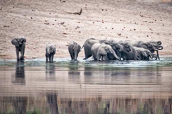 Africa, Africa, Africa, Botswana, Botswana, Chobe, Dumbo, India, Kenya, Kenya, Mara, Masai, Moremi, Namibia, Namibia, Savuti, South, South, Tanzania, Tanzania, Zambia, Zimbabwe, black, "black & white"