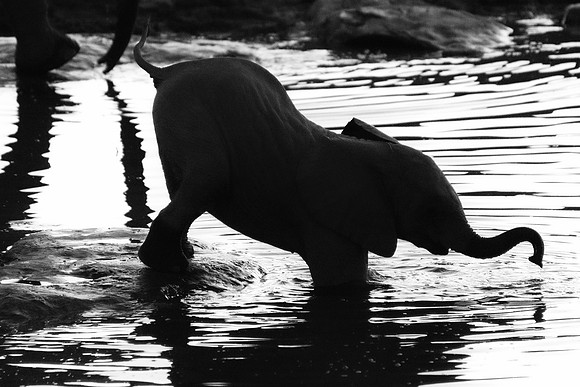 Africa, Bertazzoni, Botswana, Chobe, Dumbo, India, Kenya, Mara, Masai, Moremi, Namibia, Namibia, Savuti, "South Africa", Tanzania, Zambia, Zimbabwe, baby, "black & white", ears, elephant, illegal, ivo