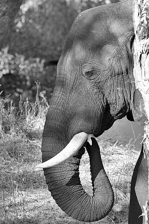 Africa, Africa, Africa, Botswana, Botswana, Chobe, Dumbo, India, Kenya, Kenya, Mara, Masai, Moremi, Namibia, Namibia, Savuti, South, South, Tanzania, Tanzania, Zambia, Zimbabwe, ears, elephant, elepha