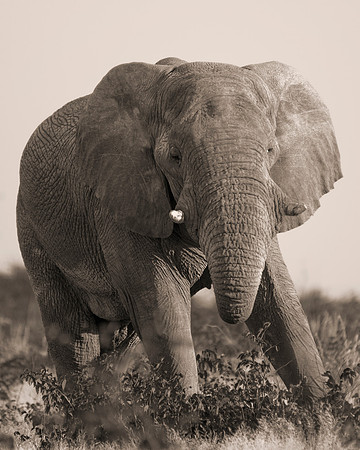 Africa, Bertazzoni, Botswana, Chobe, Dumbo, India, Kenya, Mara, Masai, Moremi, Namibia, Namibia, Savuti, "South Africa", Tanzania, Zambia, Zimbabwe, baby, "black & white", ears, elephant, illegal, ivo