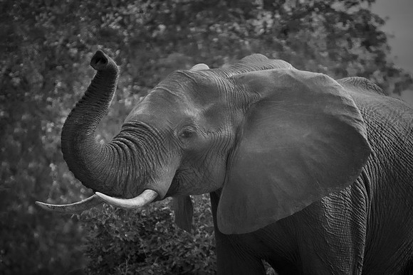 Africa, Africa, Africa, Botswana, Botswana, Chobe, Dumbo, India, Kenya, Kenya, Mara, Masai, Moremi, Namibia, Namibia, Savuti, South, South, Tanzania, Tanzania, Zambia, Zimbabwe, black, "black & white"